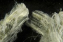 asbestos-fibers2